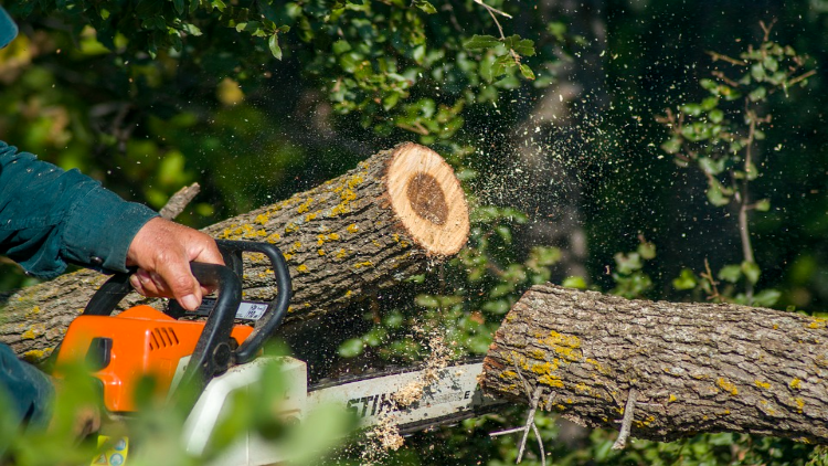 Essential Tree Services: Expert Advice & Affordable Solutions