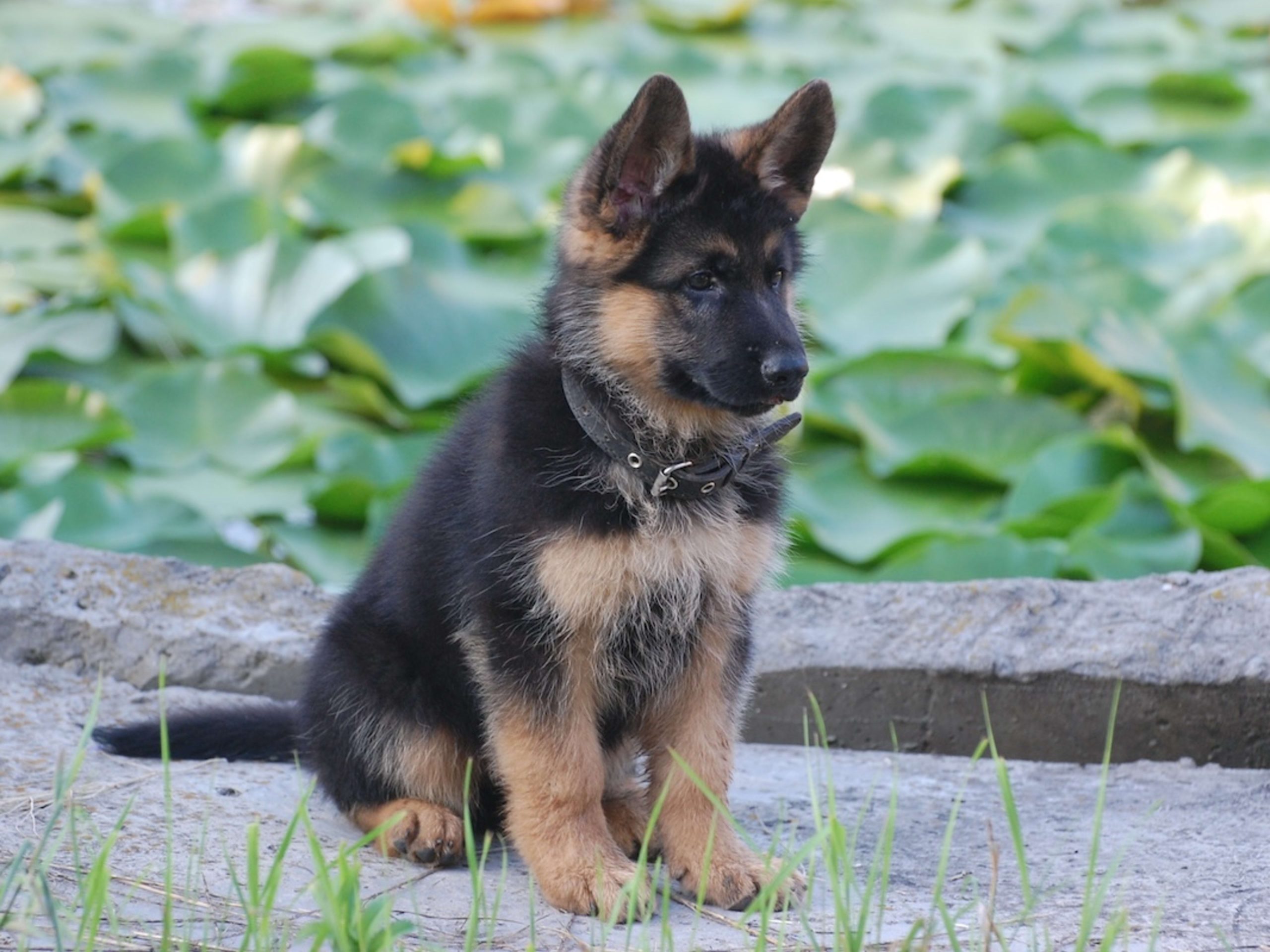 Easy Training Tips For German Shepherd Puppies