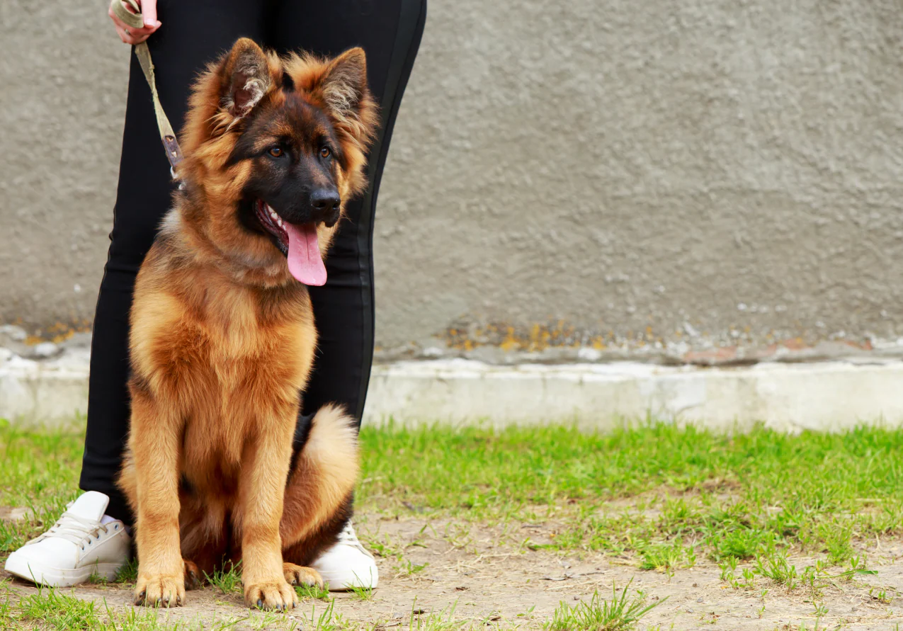 German Shepherd Puppies Guide: Tips For Training And Care